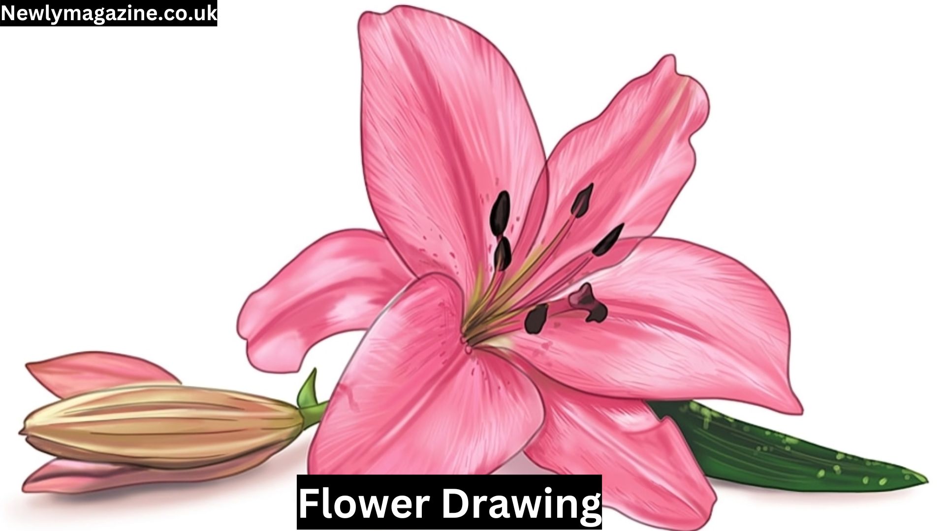 Flower Drawing